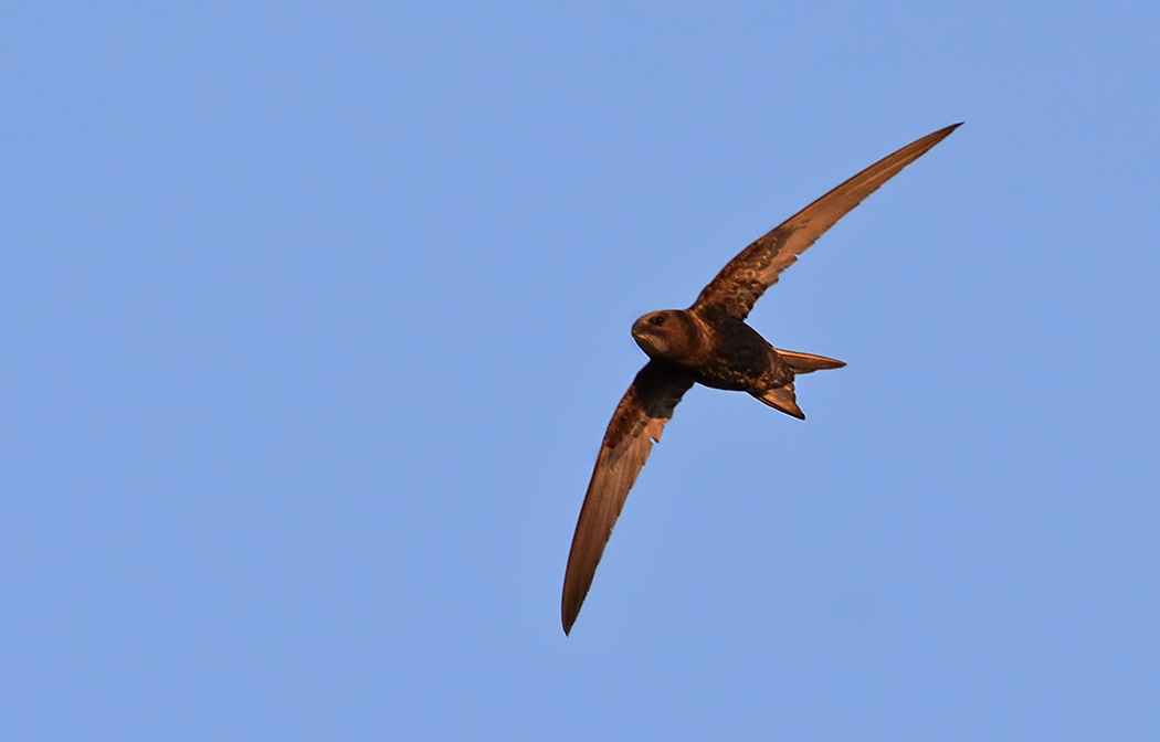 Common Swift